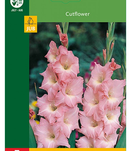 Blomsterknoll Gladioler Rosa 5 stk