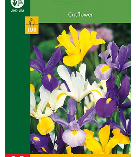 Blomsterløk Iris Hollandica Mix 10 stk