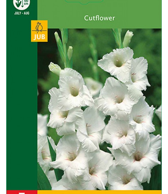 Blomsterknoll Gladioler Hvit 5 stk